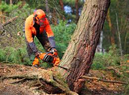 Best Leaf Removal  in Rock Springs, WY