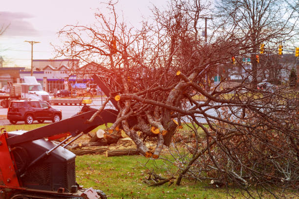 Best Tree Mulching  in Rock Springs, WY