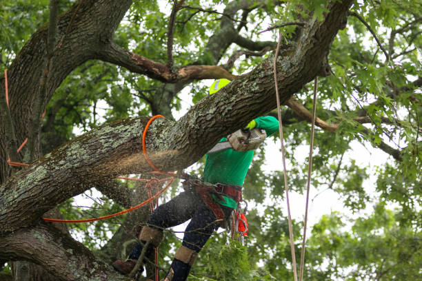 How Our Tree Care Process Works  in  Rock Springs, WY