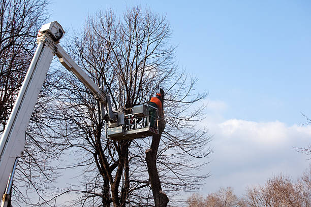 Best Emergency Tree Removal  in Rock Springs, WY